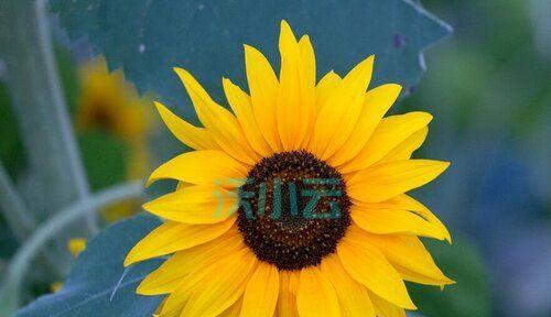 以花为象征的救赎之旅（一朵鲜花）