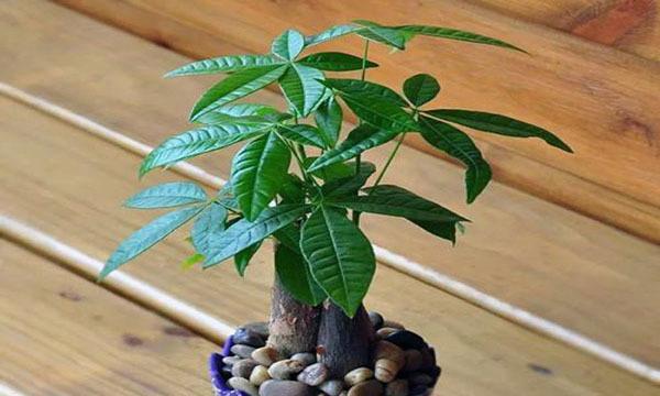 办公室风水植物推荐?哪些植物适合放置在办公室?