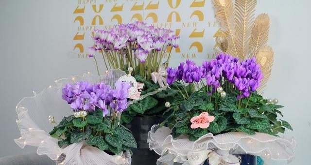 以花为象征的救赎之旅（一朵鲜花）