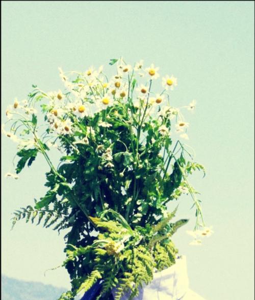 以花为象征的救赎之旅（一朵鲜花）