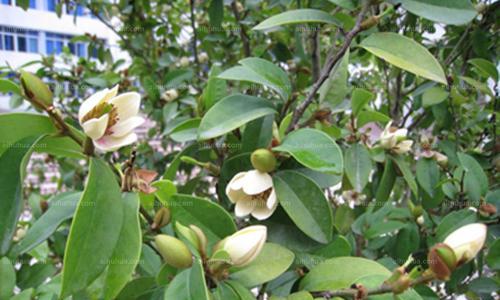 含笑花的象征意义与传说（一朵盛开的笑容）