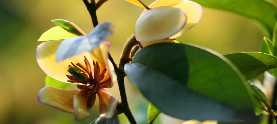 含笑花的象征意义与传说（一朵盛开的笑容）