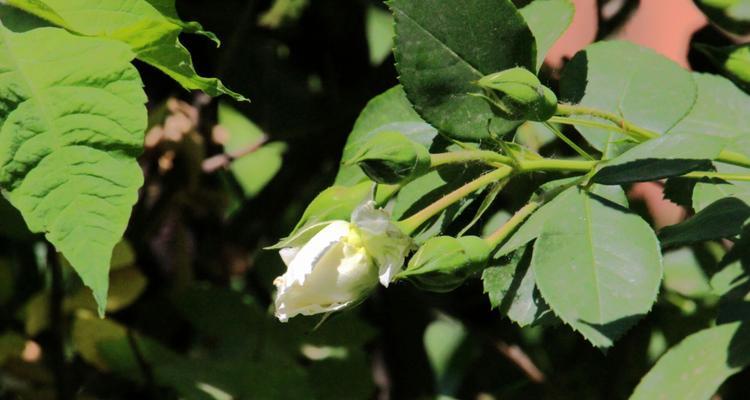 白蔷薇的象征意义与文化价值（解析白蔷薇的浪漫与神秘）