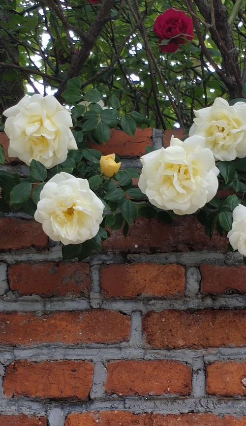 白蔷薇的象征意义与文化价值（解析白蔷薇的浪漫与神秘）