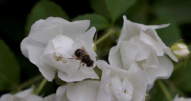 白蔷薇的象征意义与文化价值（解析白蔷薇的浪漫与神秘）