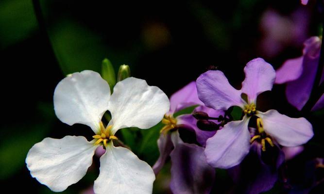 二月兰花语的美丽与祝福（探寻二月兰花语的深意）