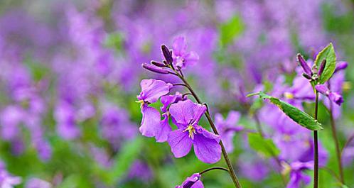 二月兰花语的美丽与祝福（探寻二月兰花语的深意）