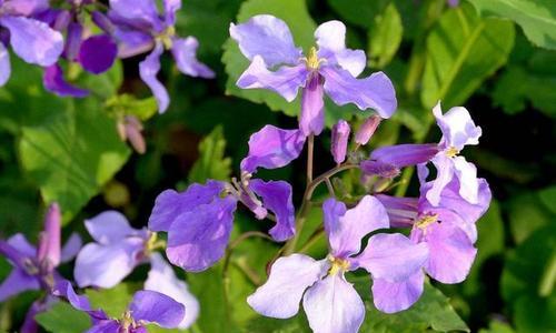 二月兰花语的美丽与祝福（探寻二月兰花语的深意）