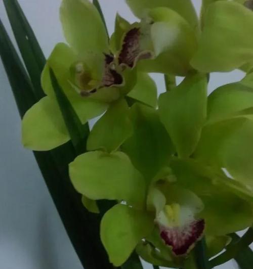 蕙兰之美（揭示蕙兰花背后的深刻内涵）