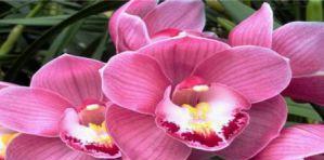 蕙兰之美（揭示蕙兰花背后的深刻内涵）