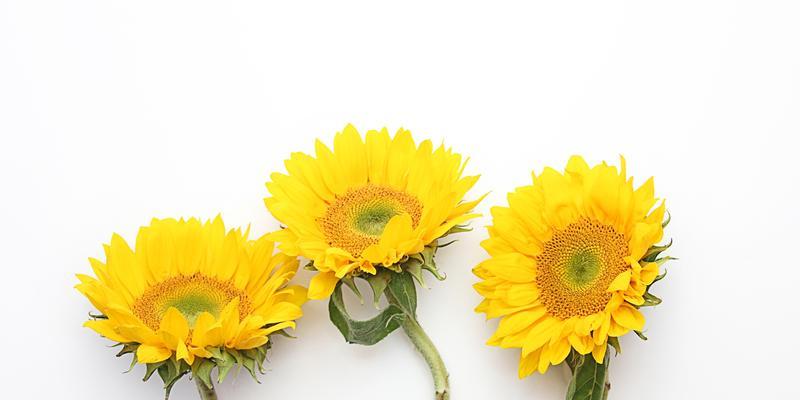 阳光的问候(日葵的象征意义及文化内涵) 阳光的问候(日葵的象征意义及文化内涵)