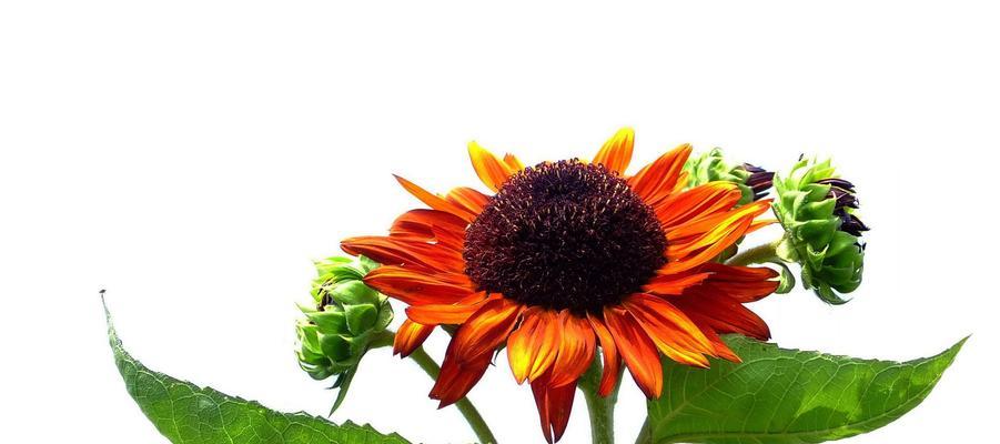 阳光的问候(日葵的象征意义及文化内涵) 阳光的问候(日葵的象征意义及文化内涵)