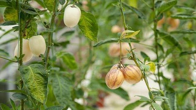 人参果几月份种植最合适?如何确保高产?