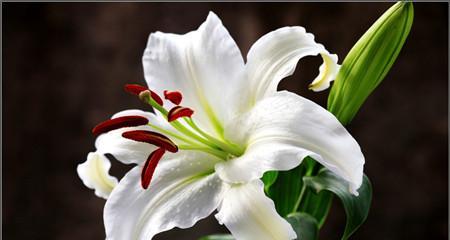 白百合花的花语及象征意义（探寻白百合花在文化中的象征意义和传达的花语）