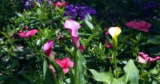 马蹄红有毒吗？室内养护需要注意什么？