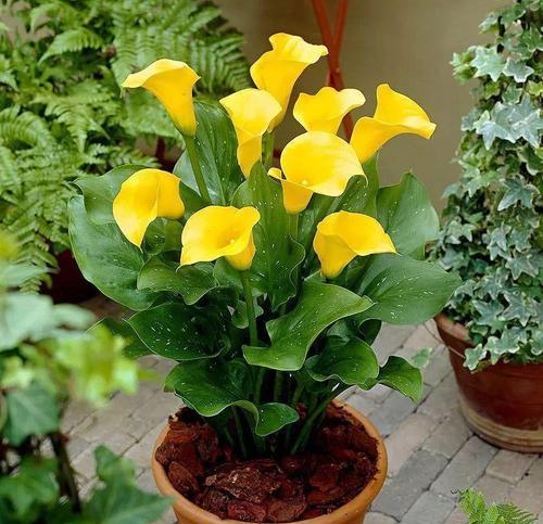 马蹄红有毒吗？室内养护需要注意什么？