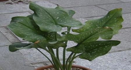 马蹄红有毒吗？室内养护需要注意什么？