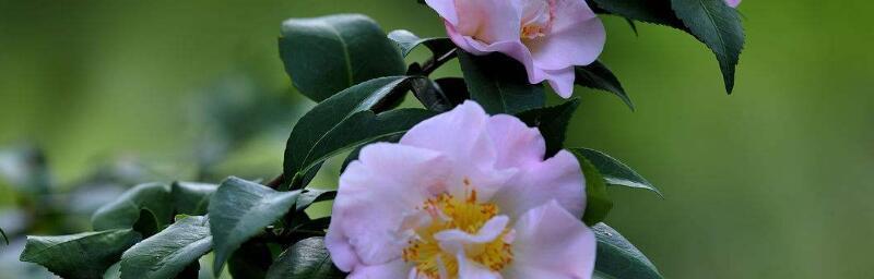 山茶花花语-传递爱与温暖（以山茶花花语为主题的文章）