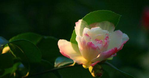 山茶花花语-传递爱与温暖（以山茶花花语为主题的文章）