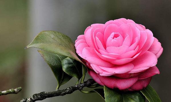 山茶花花语-传递爱与温暖（以山茶花花语为主题的文章）