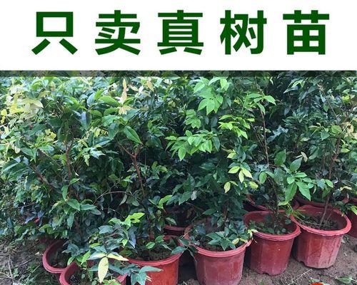 嘉宝果冬天掉叶子正常吗？如何应对？