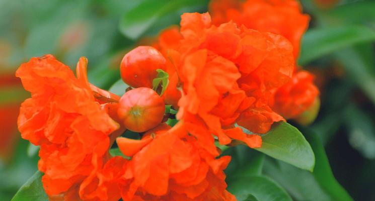 花开花落，毁灭与重生的轮回（代表毁灭与重生的花）