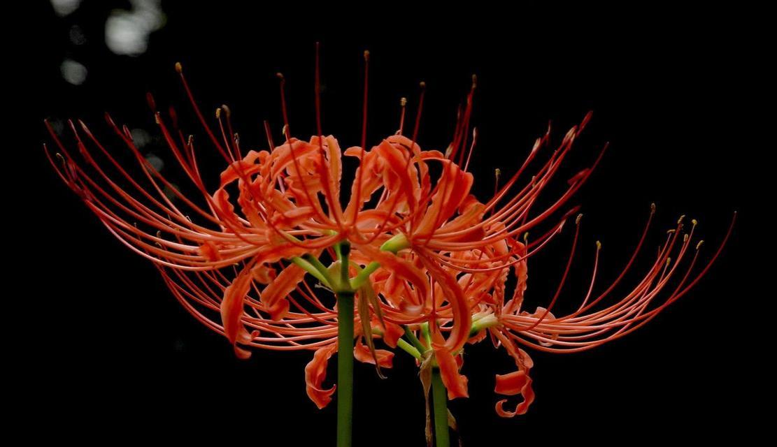 彼岸花（探寻彼岸花的花语和象征意义）