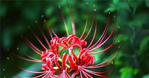 彼岸花（探寻彼岸花的花语和象征意义）