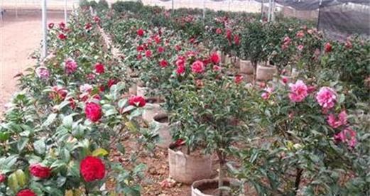 茶花种植的最佳时间和步骤是什么？常见问题有哪些？