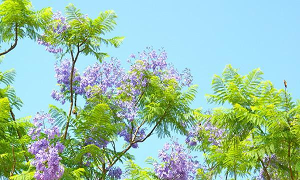 以蓝花楹的花语是什么(解读蓝花楹的象征意义与美丽传说) 以蓝花楹的花语是什么(解读蓝花楹的象征意义与美丽传说)