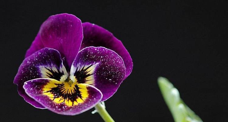 薄雪草，花开寒冬（以薄雪草代表的花语）