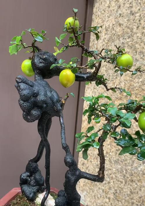 金弹子叶子一碰就掉怎么办？如何防止叶子脱落？