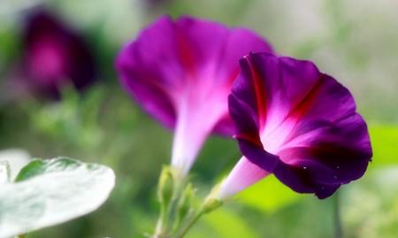 喇叭花(喇叭花的寓意和意义) 喇叭花(喇叭花的寓意和意义)