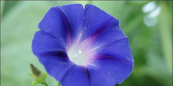 喇叭花(喇叭花的寓意和意义) 喇叭花(喇叭花的寓意和意义)