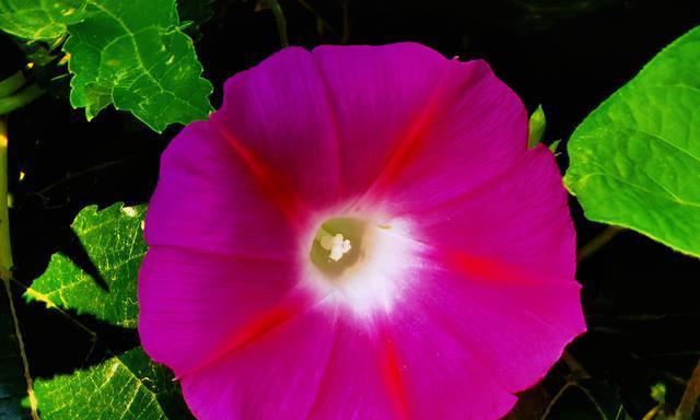 喇叭花(喇叭花的寓意和意义) 喇叭花(喇叭花的寓意和意义)