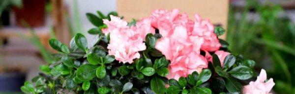 杜鹃花换土的最佳时机是什么时候？换土步骤详细解答？