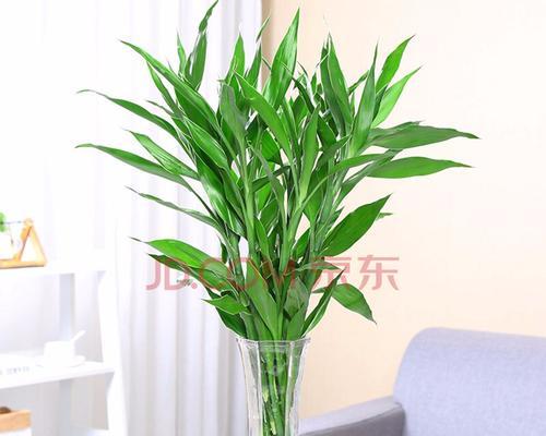 富贵竹花语与祝福之旅（传承财富）