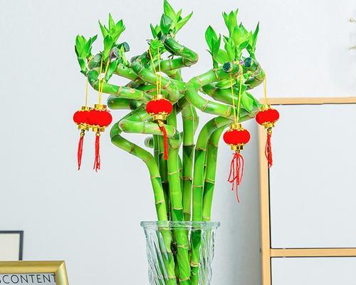 富贵竹花语与祝福之旅（传承财富）