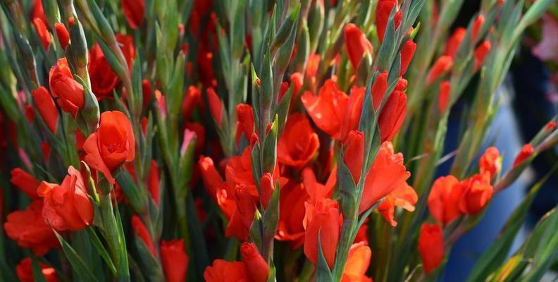 花与老师（繁花似锦）