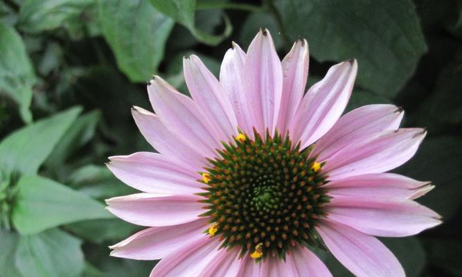 花与老师（繁花似锦）