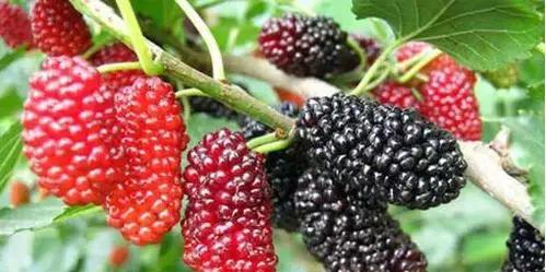 桑葚吃多了会上火吗？如何健康食用桑葚？