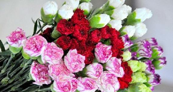 以康乃馨的风水寓意与摆放位置（探索康乃馨在风水中的意义与摆放指南）