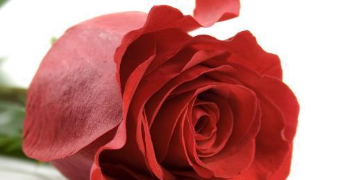 黑红玫瑰花花语的深意(传递爱情与悲伤的黑红玫瑰花语) 黑红玫瑰花花语的深意(传递爱情与悲伤的黑红玫瑰花语)