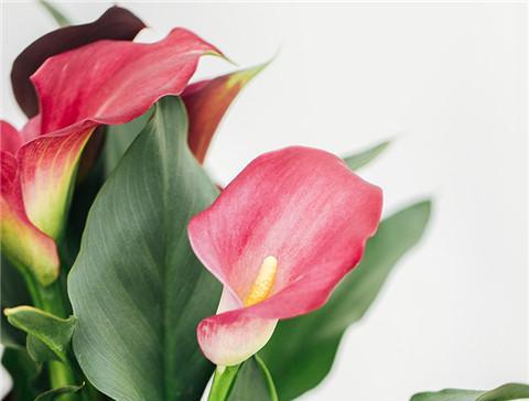 粉色马蹄莲花的美丽与含义(传递爱与关怀的花语) 粉色马蹄莲花的美丽与含义(传递爱与关怀的花语)