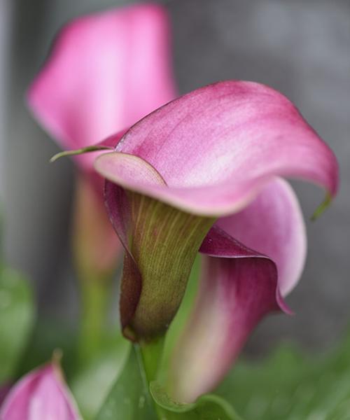 粉色马蹄莲花的美丽与含义(传递爱与关怀的花语) 粉色马蹄莲花的美丽与含义(传递爱与关怀的花语)