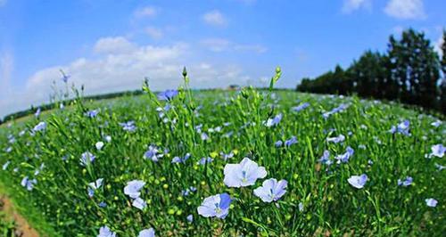 亚麻籽的主要产地分布在哪里？亚麻籽的产地有哪些特点？