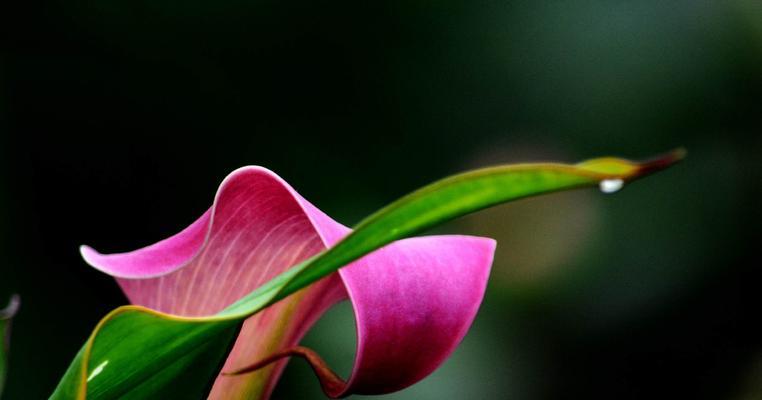 粉色马蹄莲花的美丽与含义(传递爱与关怀的花语) 粉色马蹄莲花的美丽与含义(传递爱与关怀的花语)