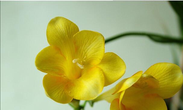 小苍兰的花语及其意义（探索小苍兰的花语）