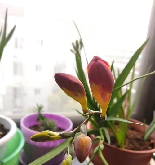 小苍兰的花语及其意义（探索小苍兰的花语）