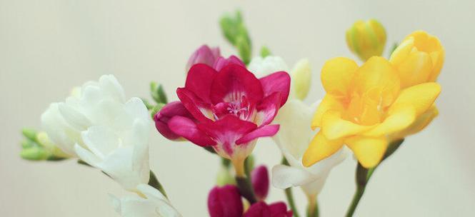 小苍兰的花语及其意义（探索小苍兰的花语）